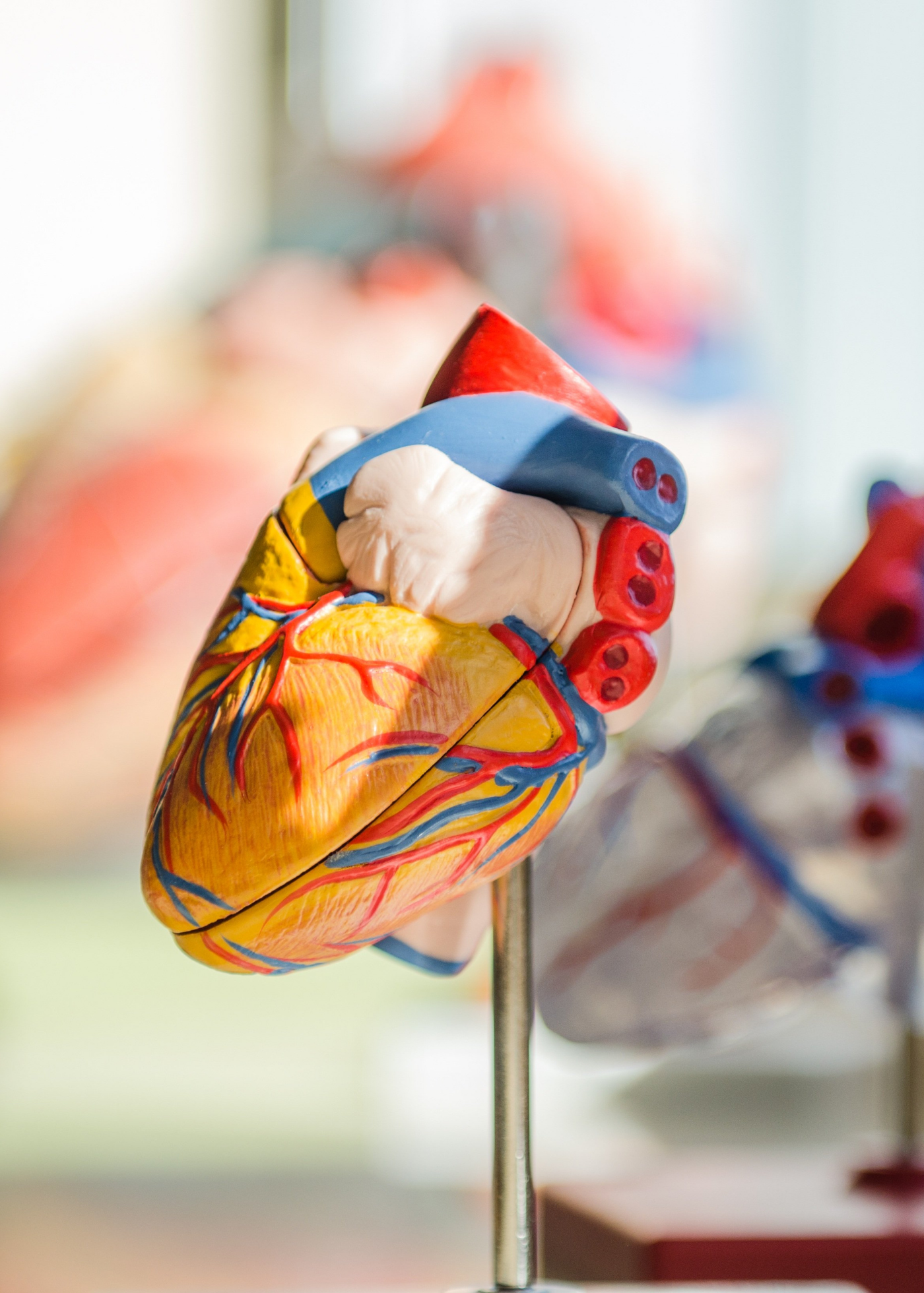 Modelo anatômico do coração